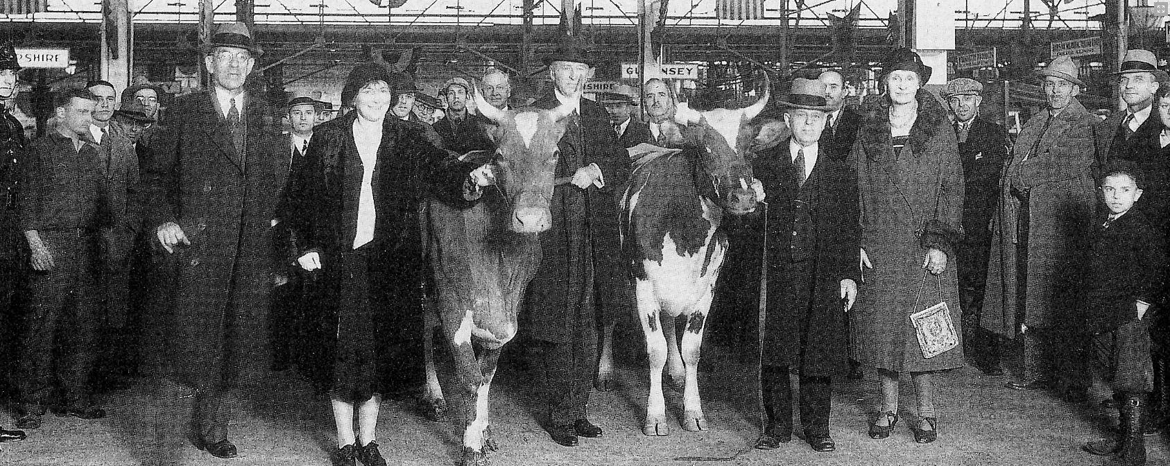 2 Historic Photo from the Pennsylvania Farm Show, cattle show.JPG