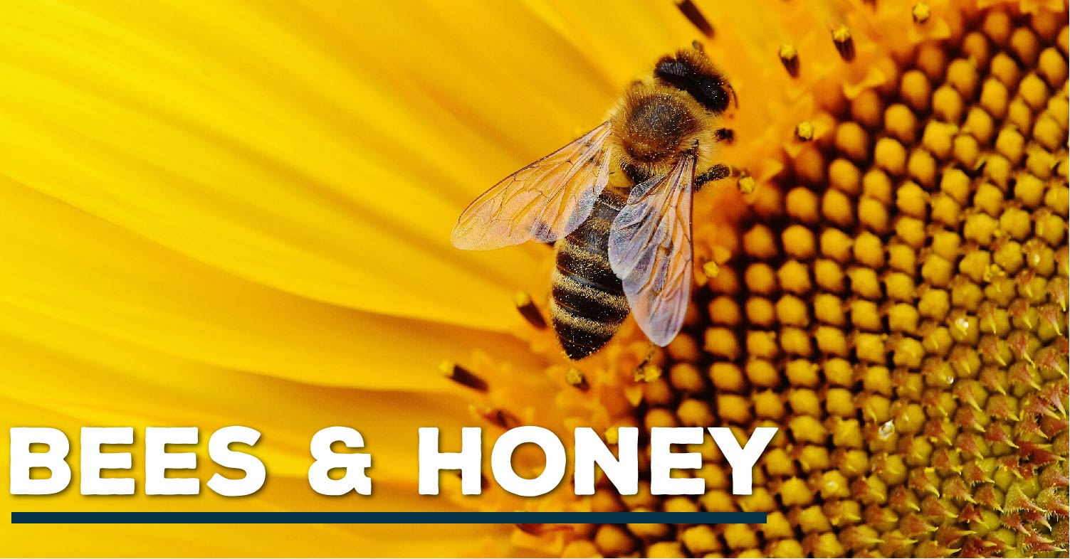 Bees&honey